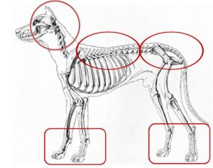 zona comune di dolore nei cani
