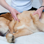 dog-at-chiropractor