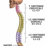 colonna_vertebrale
